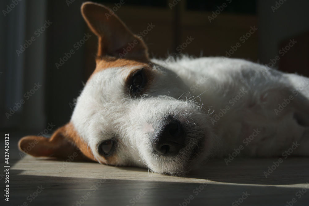Obraz premium Jack Russell Sonne