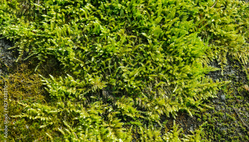 Natural abstract green background from moss on stone