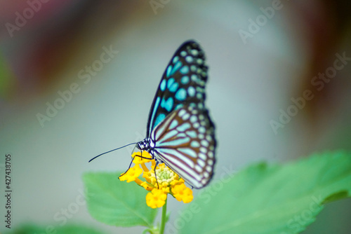 黄色い花と青い蝶 