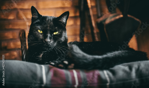 Fotografia Black cat with green eyes portrait chilling