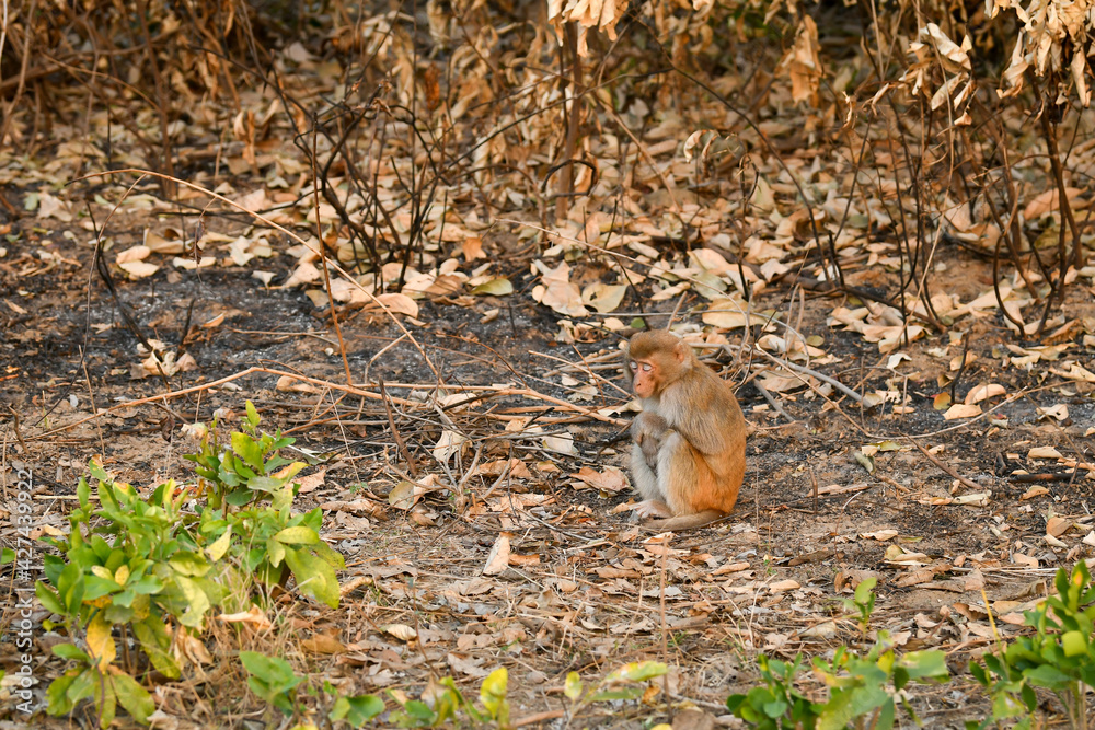 Rhesus macaque or Macaca mulatta monkey baby portrait with cute expressions during winter morning safari at dhikala zone of jim corbett national park or tiger reserve uttarakhand india