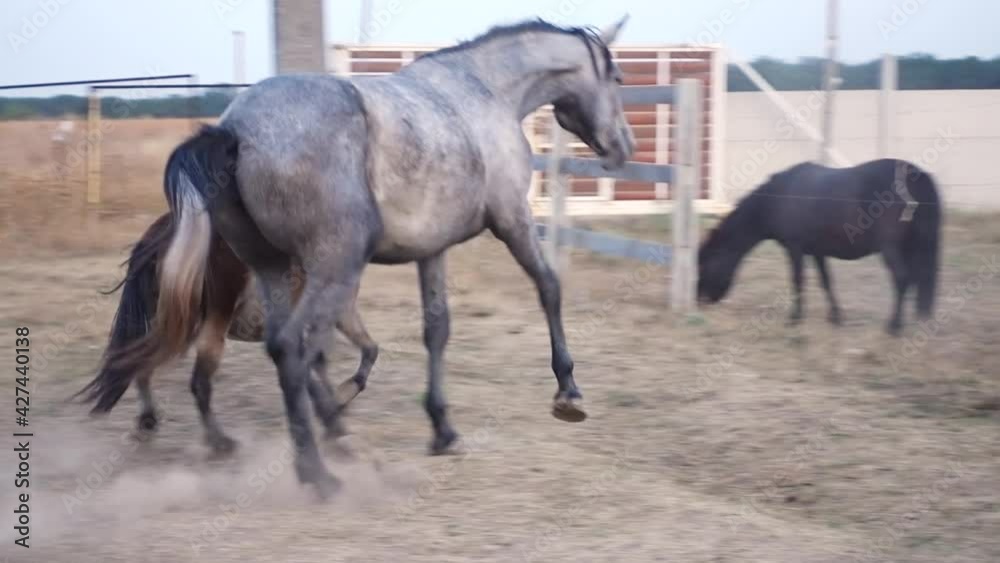 Two horses galloping together in the paddock Two horses galloping together in the paddock