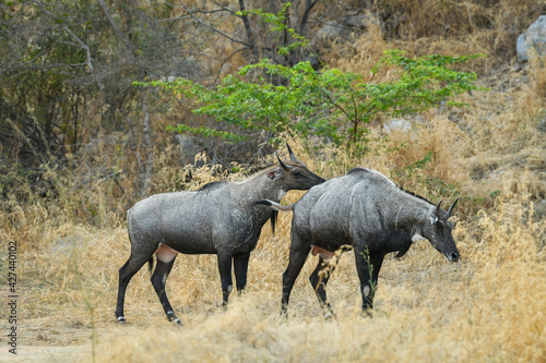 Two adult male nilgai or blue bull or Boselaphus tragocamelus Largest Asian antelope at ranthambore national park rajasthan india