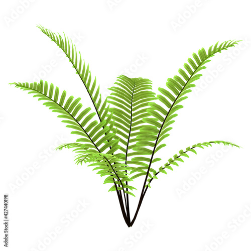 3D Rendering Fern Plant on White