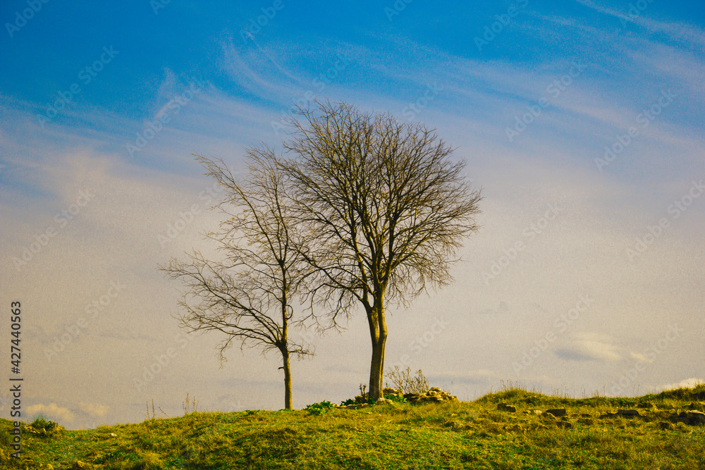 Obraz premium tree in the field