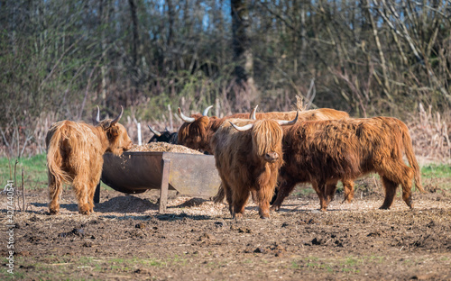 Scottish highland cattle. Animals near their feeder.