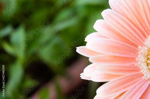 Close-up of a pale pink gerbera on a background of greenery in blur. photo