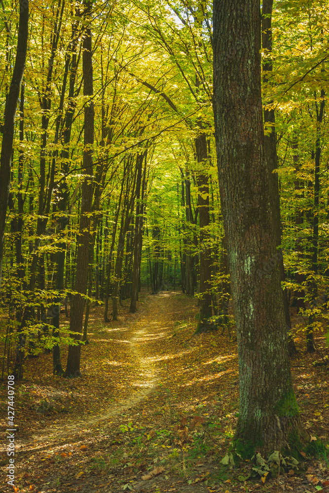 A path through a dark forest, fallen leaves on an autumn sunny day