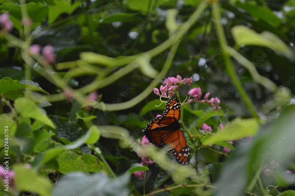 butterfly on flower