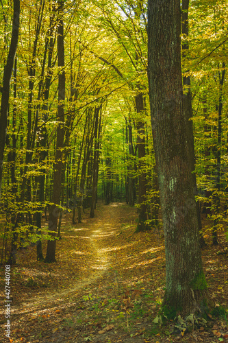 A path through a dark forest  fallen leaves on an autumn sunny day