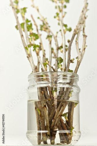 Glass jar with currant cuttings blossoming leaves on a white background  studio photo. New seedlings growing process