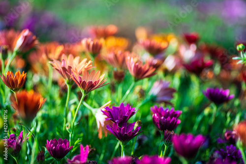 Selective focus. Multicolored african daisy flowers