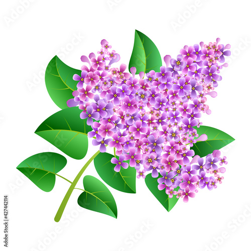 Vector illustration of purple branch lilac flower isolated on a white background.