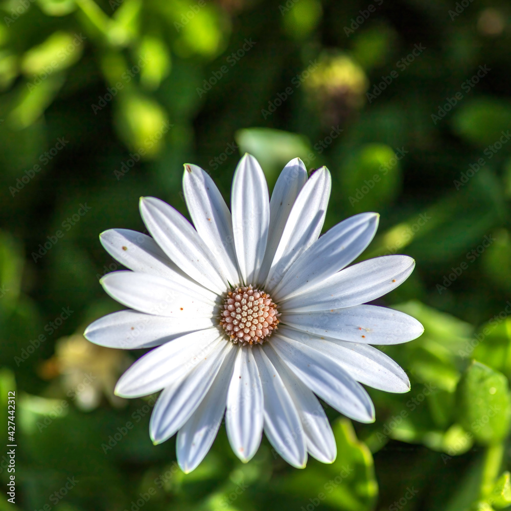 Fototapeta premium Top View. White african daisy flowers