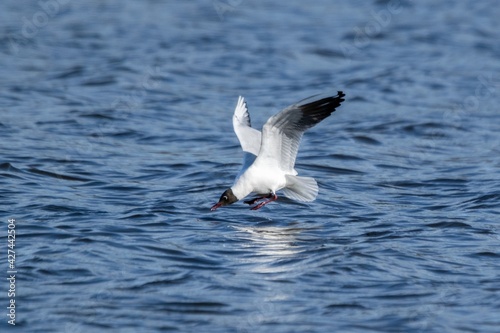 Hunting of Black-headed Gull on a lake