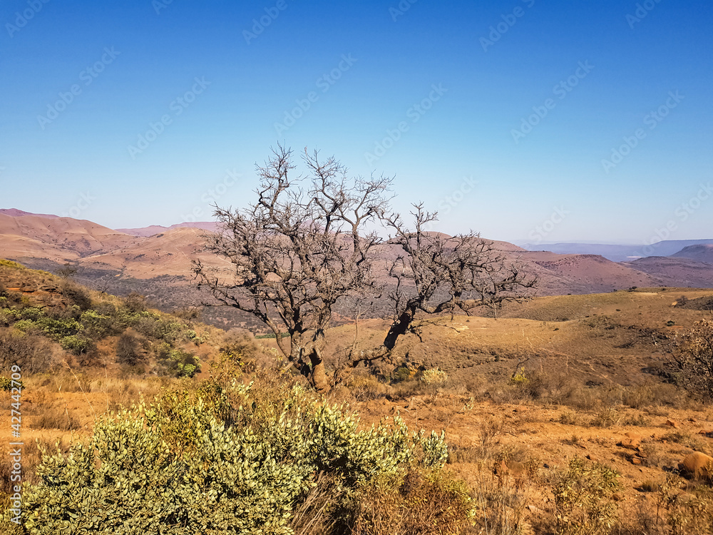 Boabab tree in the low veld valley.