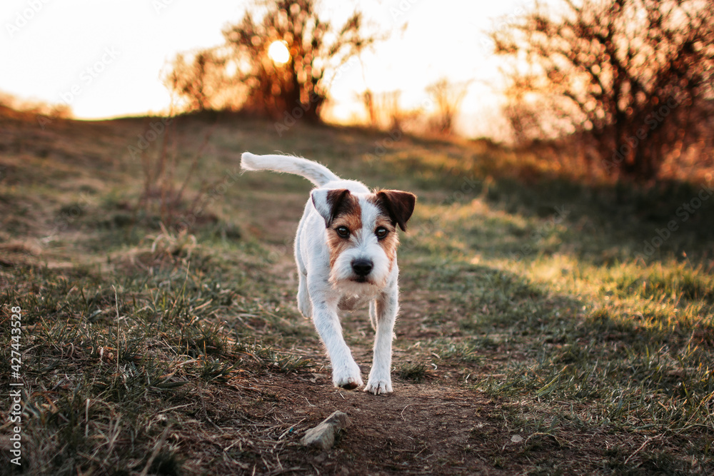 Cute Parson Russell Terrier Sunset Portrait Cute Parson Russell Terrier Sunset Portrait