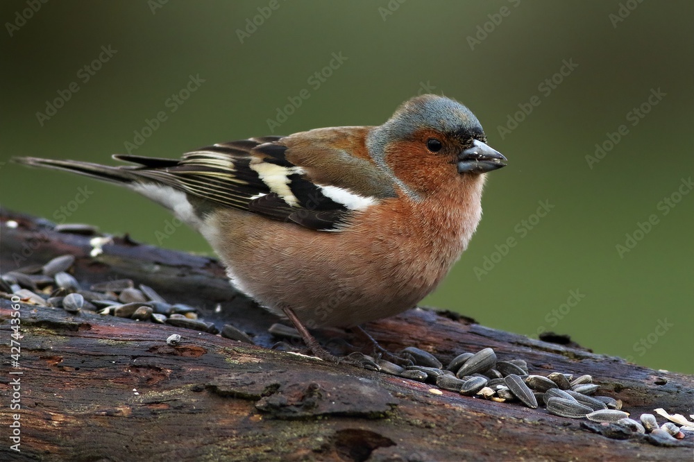 The common chaffinch or simply the chaffinch (Fringilla coelebs) with a sunflower seed sitting on the old branch. The common chaffinch or simply the chaffinch (Fringilla coelebs) with a sunflower seed sitting on the old branch.