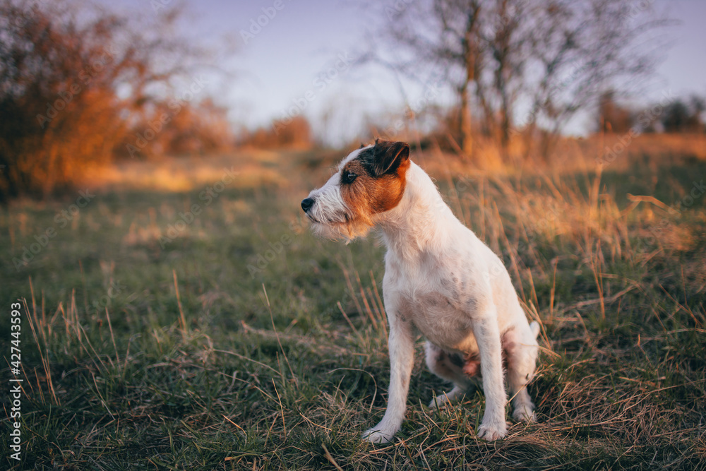 Cute Parson Russell Terrier Sunset Portrait