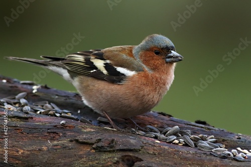 The common chaffinch or simply the chaffinch (Fringilla coelebs) with a sunflower seed sitting on the old branch. © Honza Hejda