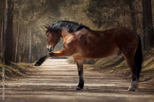 Bay horse playing on the road