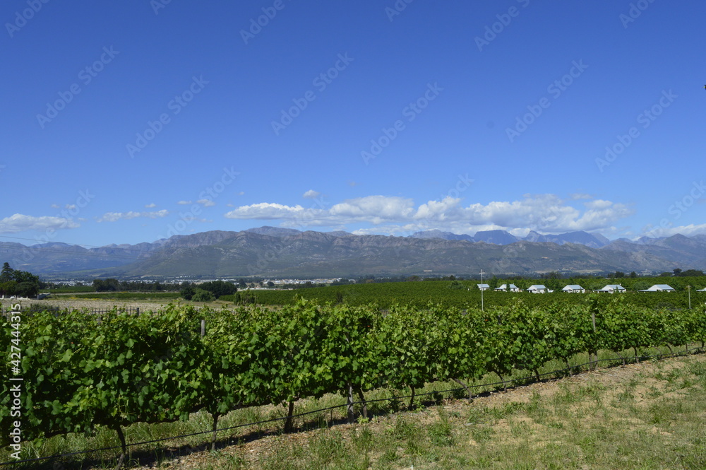 Fototapeta premium Franschhoek wine tour