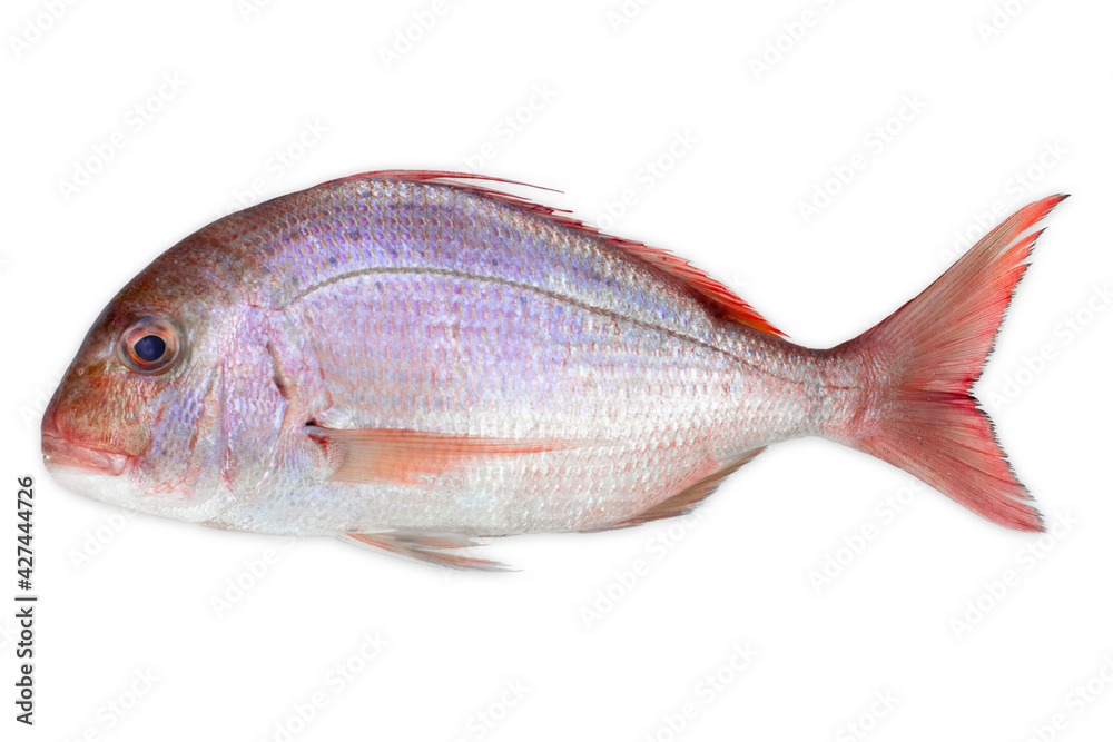 Pink Dorada fish isolated on white background Pink Dorada fish isolated on white background