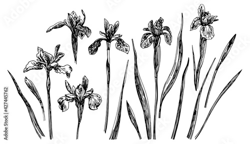 Vector illustrations of Iris drawn with a black line on a white background.