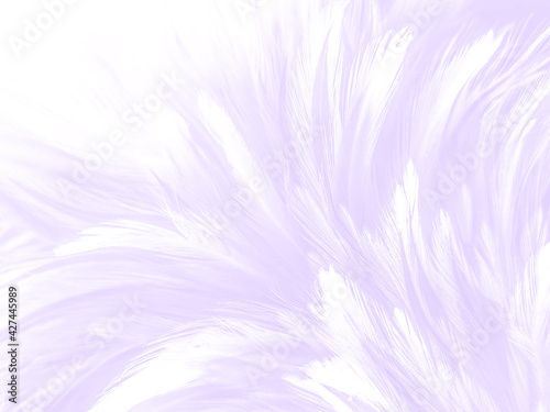 Beautiful abstract purple feathers on white background, black feather texture on dark pattern and purple background, colorful feather wallpaper, love theme, valentines day, light purple gradient