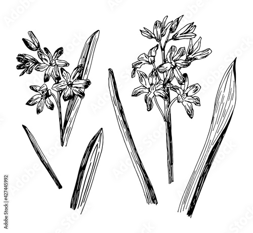 Vector illustrations of Chionodoxa drawn with a black line on a white background.