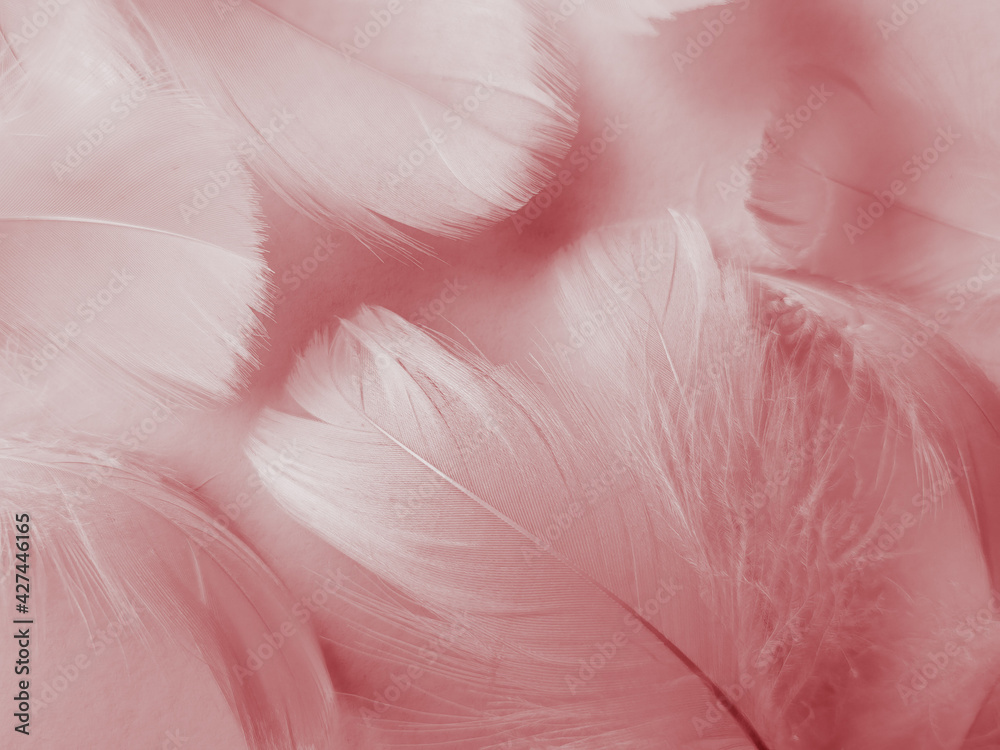 Beautiful abstract red feathers on white background, white feather texture on red pattern and red background, pink feather wallpaper, love theme, wedding valentines day, red gradient Beautiful abstract red feathers on white background, white feather texture on red pattern and red background, pink feather wallpaper, love theme, wedding valentines day, red gradient