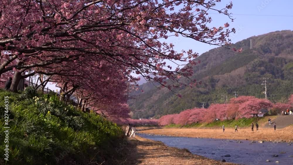 Calm scenery at riverbed with many Sakura Cherry Blossom trees and people Calm scenery at riverbed with many Sakura Cherry Blossom trees and people