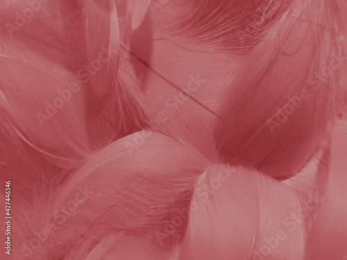 Beautiful abstract red feathers on white background, white feather texture on red pattern and red background, pink feather wallpaper, love theme, wedding valentines day, red gradient © Weerayuth