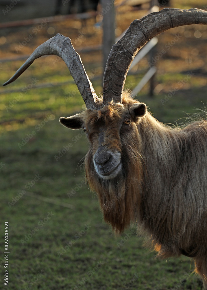 Curious goat in a pasture Curious goat in a pasture
