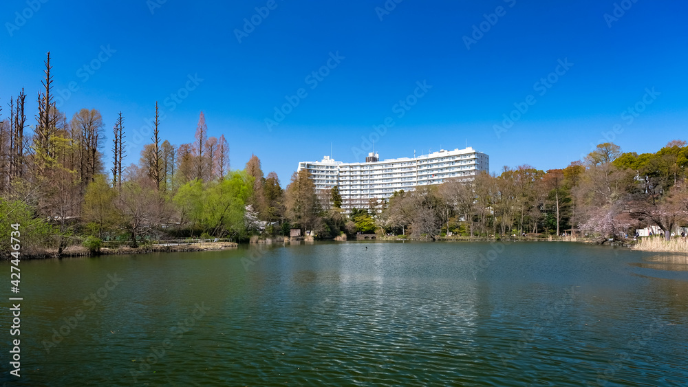 Fototapeta premium 東京都 井の頭恩賜公園 井の頭池 春