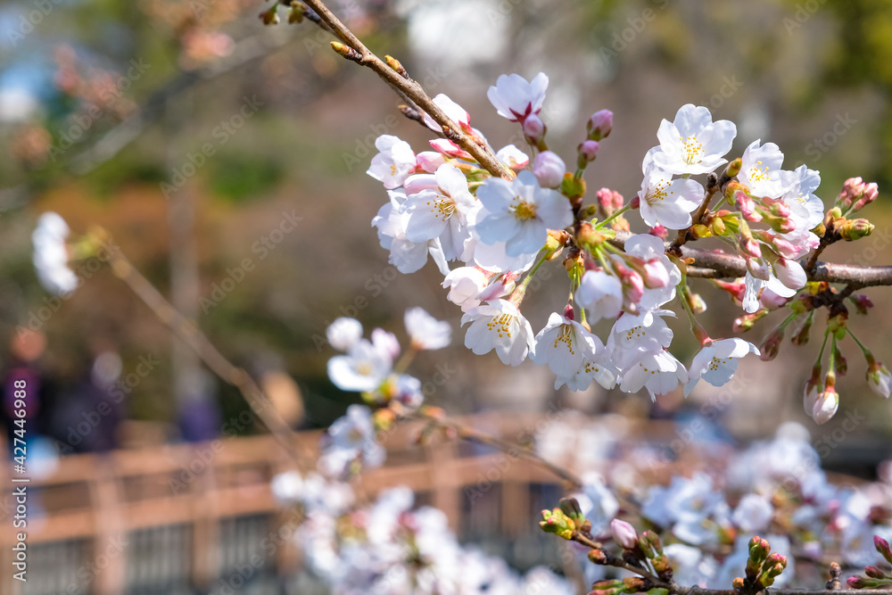 Obraz premium 東京都 井の頭恩賜公園の桜（七井橋付近）