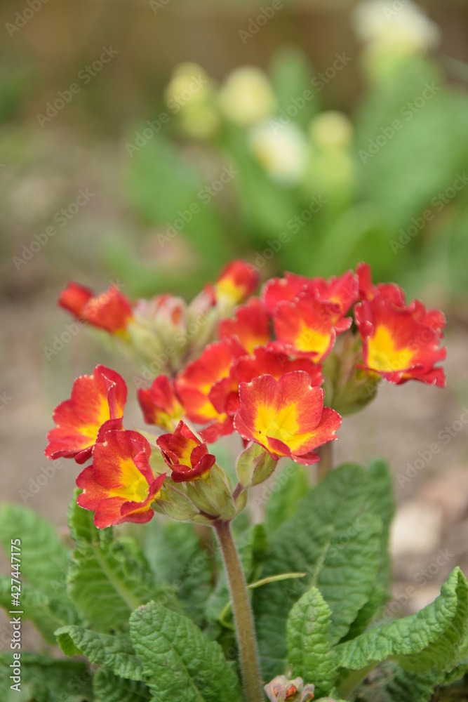Primroses red with yellow center - spring garden background