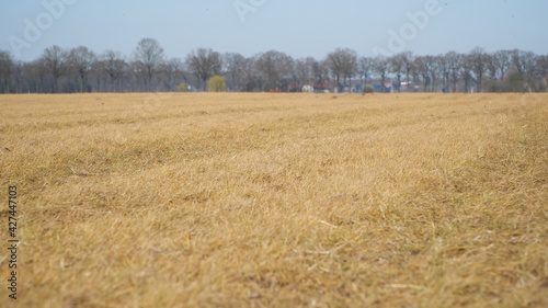 A yellow colored grassland after it has been sprayed with glyphosate, one of the most widely used herbicides in the agricultural sector