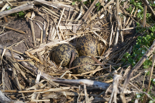 A well camouflaged nest of the Northern Lapwing (Vanellus vanellus) with three eggs in it and located on farmland