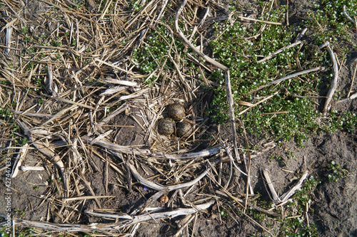 Top view of a well camouflaged nest of the Northern Lapwing (Vanellus vanellus) with three eggs in it and located on farmland