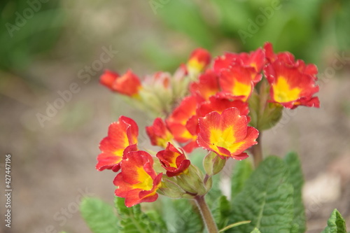 Primroses red with yellow center - spring garden background © Anna