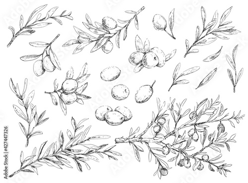 Big set of olive berries, brunches and foliage