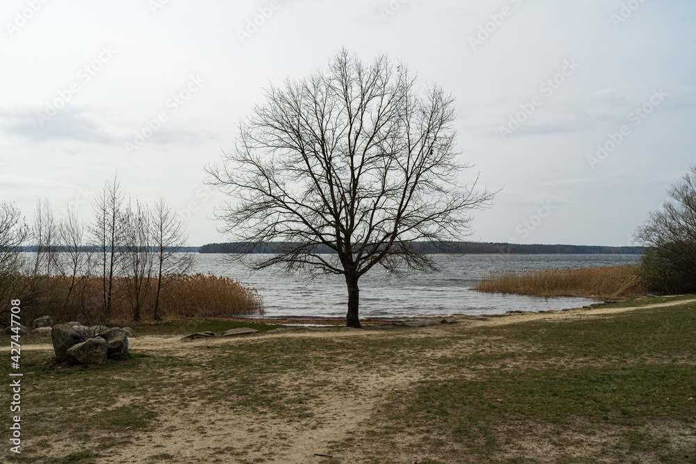Lonely tree by the lake. Spring landscape. Lonely tree by the lake. Spring landscape.