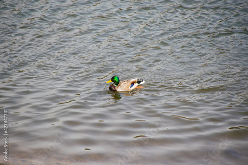 A wild duck swims in the water on a bright sunny summer or spring day.
