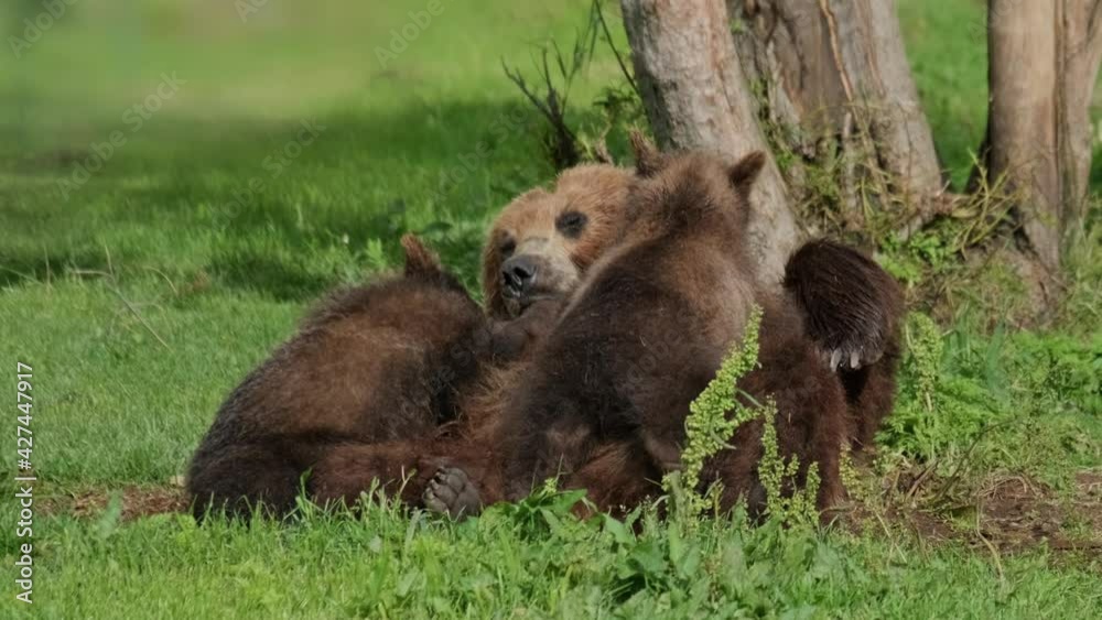 Brown bear mother feeding breast milk cubs at summer, Kamchatka, Russia Brown bear mother feeding breast milk cubs at summer, Kamchatka, Russia