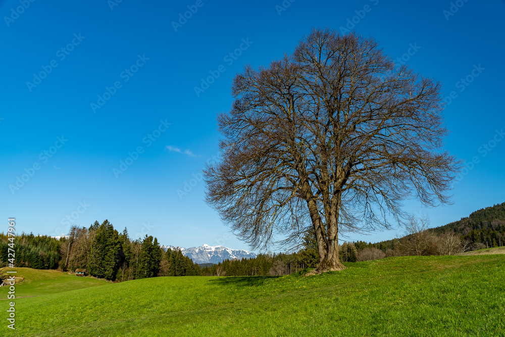 Blick zwischen Bäumen hindurch auf den Säntis und das Alpsteinmassiv. Landschaft bei Düns am Anfang des Grossen Walsertal. schneebedeckte Bergspitzen im Frühling. trockene Wiesen an steilen Abhängen Blick zwischen Bäumen hindurch auf den Säntis und das Alpsteinmassiv. Landschaft bei Düns am Anfang des Grossen Walsertal. schneebedeckte Bergspitzen im Frühling. trockene Wiesen an steilen Abhängen