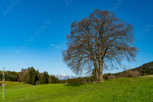 Blick zwischen Bäumen hindurch auf den Säntis und das Alpsteinmassiv. Landschaft bei Düns am Anfang des Grossen Walsertal. schneebedeckte Bergspitzen im Frühling. trockene Wiesen an steilen Abhängen