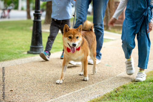 Asian mother child and girl walking together with Shiba inu dog in public park close up. Happy famiy with pet