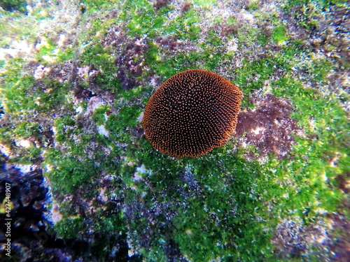 Orange and black sea star at Punta Espinoza, Fernandina Island, Galapagos, Ecuador photo