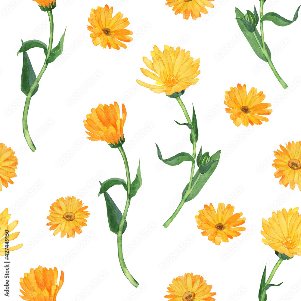 Calendula in seamless pattern on white background. Yellow flower with green leaves and buds. Watercolor hand drawn illustration. Calendula officinalis.